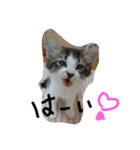 猫のちこちゃん  毎日使えるスタンプ（個別スタンプ：8）
