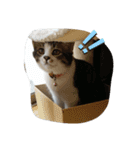 猫のちこちゃん  毎日使えるスタンプ（個別スタンプ：13）