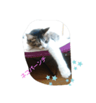 猫のちこちゃん  毎日使えるスタンプ（個別スタンプ：14）