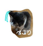 猫のちこちゃん  毎日使えるスタンプ（個別スタンプ：17）