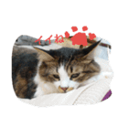 猫のちこちゃん  毎日使えるスタンプ（個別スタンプ：18）