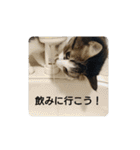 猫のちこちゃん  毎日使えるスタンプ（個別スタンプ：20）