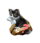 猫のちこちゃん  毎日使えるスタンプ（個別スタンプ：22）