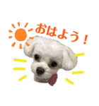 マナちゃんスタンプmana（個別スタンプ：4）