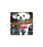 マナちゃんスタンプmana（個別スタンプ：21）