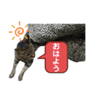 ごめ君スタンプ（個別スタンプ：1）