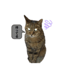 ごめ君スタンプ（個別スタンプ：4）