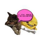 ごめ君スタンプ（個別スタンプ：9）