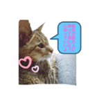 ごめ君スタンプ（個別スタンプ：10）