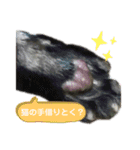 ごめ君スタンプ（個別スタンプ：11）