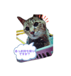 ごめ君スタンプ（個別スタンプ：14）