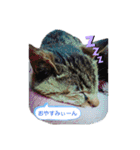 ごめ君スタンプ（個別スタンプ：16）