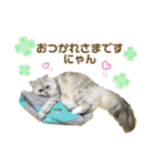 ふわもふ猫のシフォン（個別スタンプ：1）
