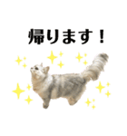 ふわもふ猫のシフォン（個別スタンプ：2）
