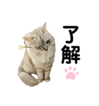 ふわもふ猫のシフォン（個別スタンプ：3）