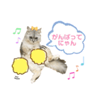 ふわもふ猫のシフォン（個別スタンプ：4）