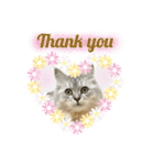 ふわもふ猫のシフォン（個別スタンプ：5）