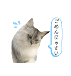ふわもふ猫のシフォン（個別スタンプ：6）