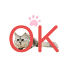 ふわもふ猫のシフォン（個別スタンプ：7）