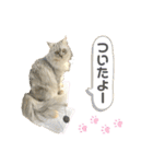 ふわもふ猫のシフォン（個別スタンプ：9）