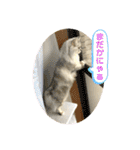 ふわもふ猫のシフォン（個別スタンプ：10）