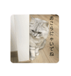 ふわもふ猫のシフォン（個別スタンプ：11）