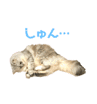 ふわもふ猫のシフォン（個別スタンプ：12）