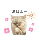 ふわもふ猫のシフォン（個別スタンプ：13）