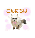 ふわもふ猫のシフォン（個別スタンプ：14）