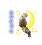 ふわもふ猫のシフォン（個別スタンプ：15）