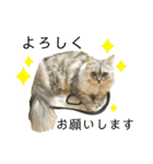 ふわもふ猫のシフォン（個別スタンプ：16）