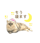 ふわもふ猫のシフォン（個別スタンプ：17）
