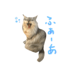 ふわもふ猫のシフォン（個別スタンプ：19）