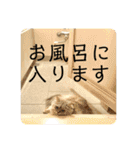 ふわもふ猫のシフォン（個別スタンプ：20）