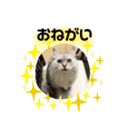 ふわもふ猫のシフォン（個別スタンプ：21）