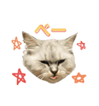 ふわもふ猫のシフォン（個別スタンプ：24）