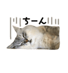 ふわもふ猫のシフォン（個別スタンプ：25）