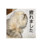 ふわもふ猫のシフォン（個別スタンプ：26）