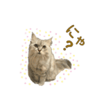 ふわもふ猫のシフォン（個別スタンプ：29）
