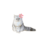 ふわもふ猫のシフォン（個別スタンプ：31）