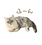 ふわもふ猫のシフォン（個別スタンプ：33）