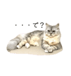ふわもふ猫のシフォン（個別スタンプ：34）