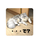 ふわもふ猫のシフォン（個別スタンプ：35）
