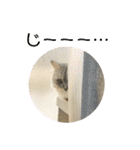 ふわもふ猫のシフォン（個別スタンプ：36）