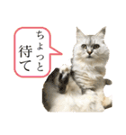 ふわもふ猫のシフォン（個別スタンプ：37）