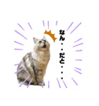 ふわもふ猫のシフォン（個別スタンプ：38）
