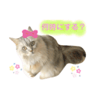 ふわもふ猫のシフォン（個別スタンプ：39）