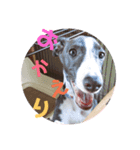 愛犬カイトのイタグレスタンプ（個別スタンプ：1）