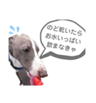 愛犬カイトのイタグレスタンプ（個別スタンプ：4）