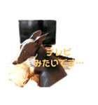 愛犬カイトのイタグレスタンプ（個別スタンプ：5）